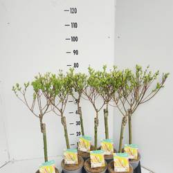 Salix Integra Hakuro-Nishiki T17 H070