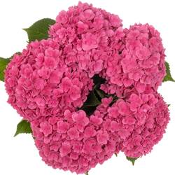 Hortensie dunkel rosa Royal Kiss Bol 15cm 40cm