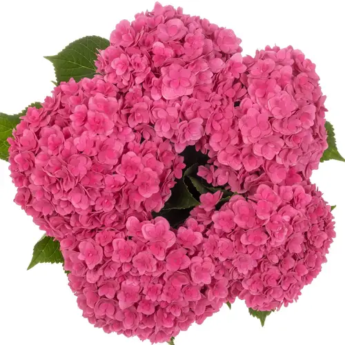 Hortensie dunkel rosa Royal Kiss Bol 10cm 40cm