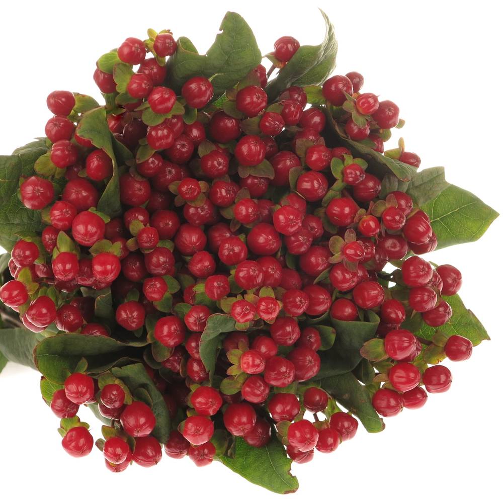 Hypericum rot Red Light Romance 50cm