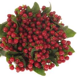 Hypericum rot Red Light Romance 50cm