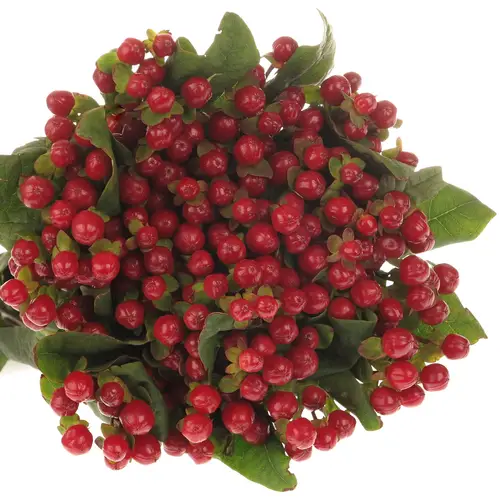 Hypericum rot Red Light Romance 50cm