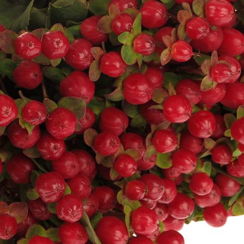Hypericum rot Red Light Romance 50cm