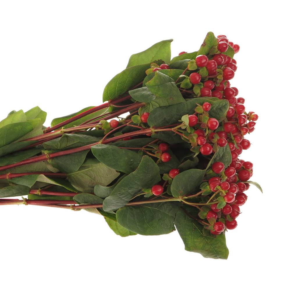 Hypericum rot Red Light Romance 50cm