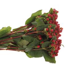 Hypericum rot Red Light Romance 50cm
