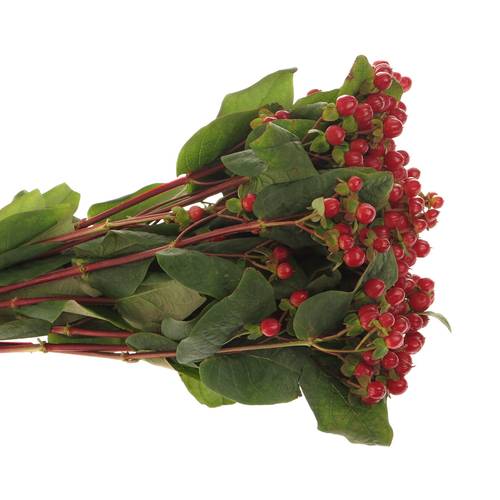 Hypericum rot Red Light Romance 50cm