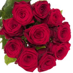 Rose rot Red Naomi (Meewise) 55cm Valentinstag