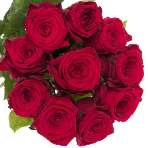Rose rot Red Naomi (Meewise) 55cm Valentinstag