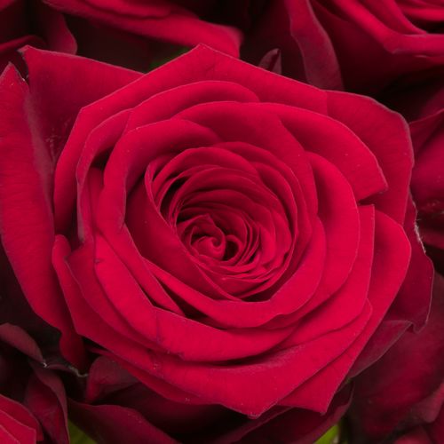 Rose rot Red Naomi (Meewise) 55cm Valentinstag