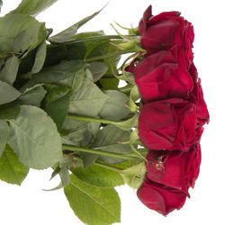 Rose rot Red Naomi (Meewise) 55cm Valentinstag