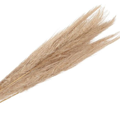 Trocken Pampasgras natur L120-150cm