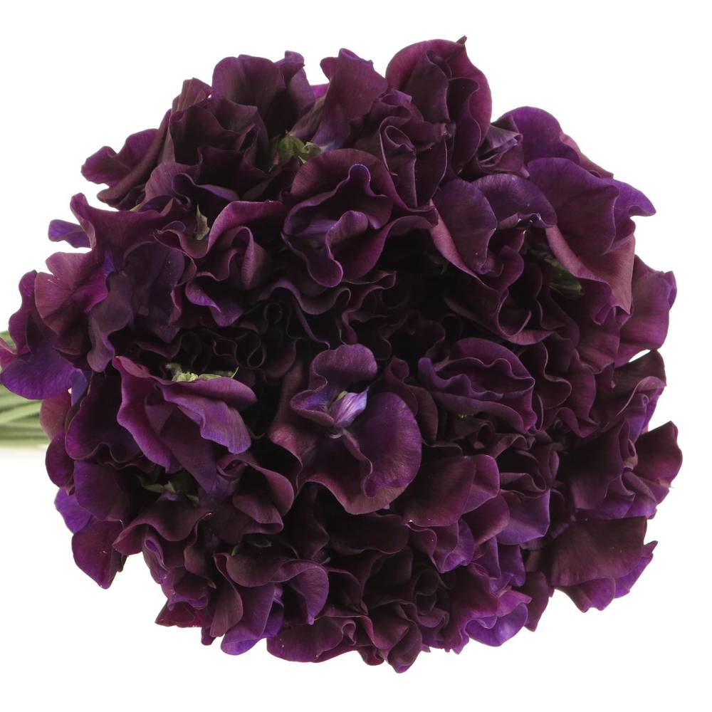 Wicken dunkel lila Navy 40cm