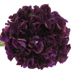Wicken dunkel lila Navy 40cm