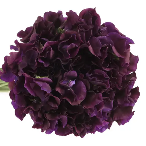 Wicken dunkel lila Navy 40cm