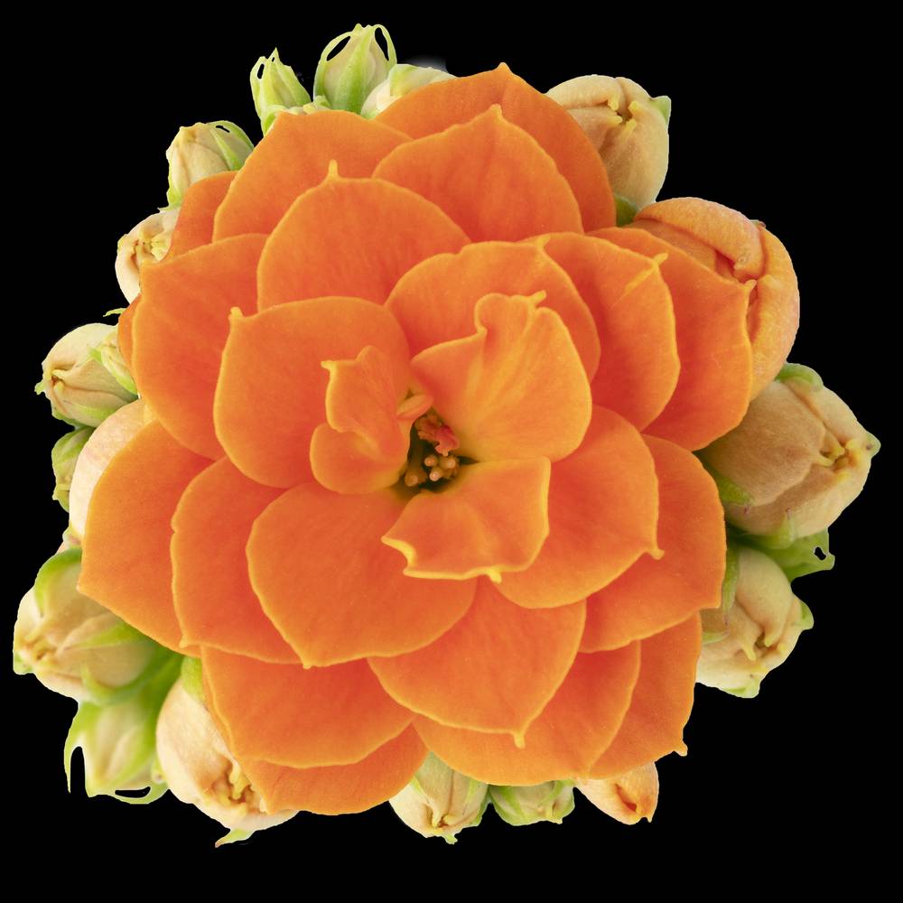 Kalanchoe Gef. orange T06 H008