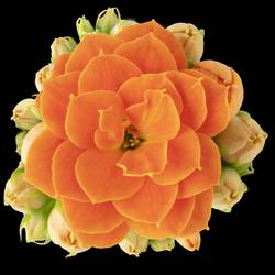 Kalanchoe Gef. orange T06 H008