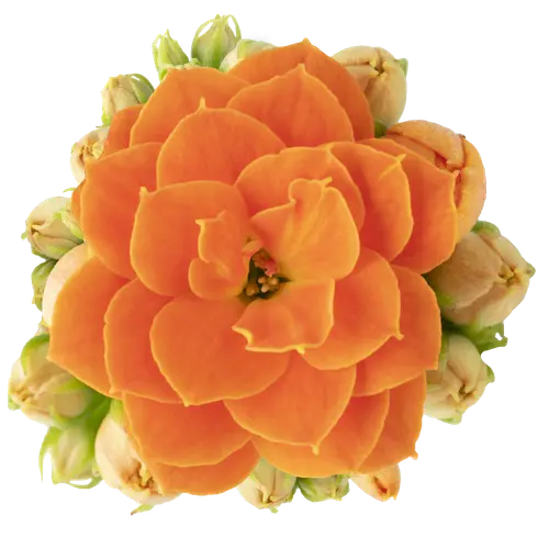 Kalanchoe Gef. orange T06 H008