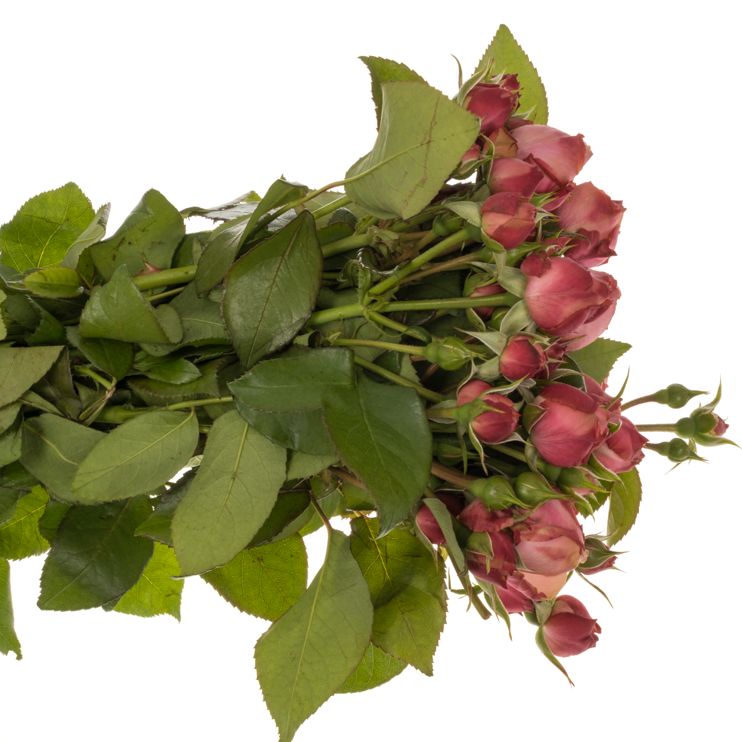 Rose Freiland hell rosa Petticoat 3+Blüte 50cm