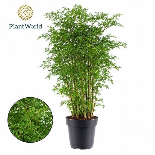 Polyscias Ming Verzweigt T24 H100