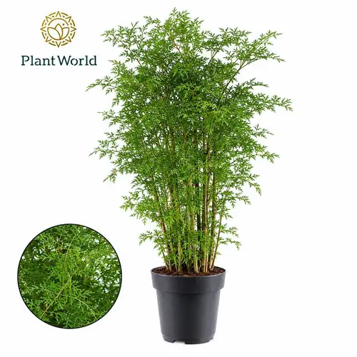 Polyscias Ming Verzweigt T24 H100