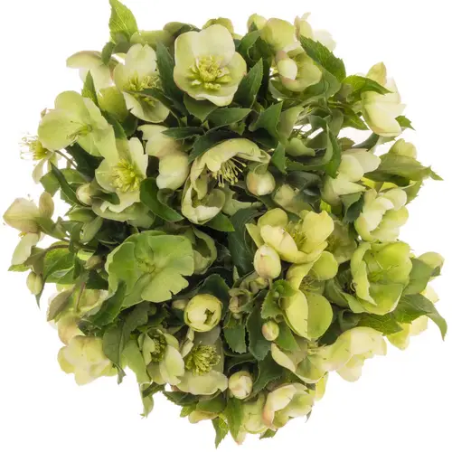Helleborus hell grün Mammoth White 45cm