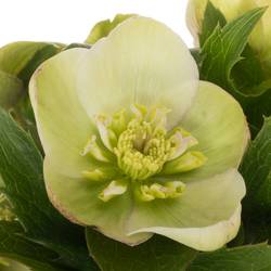 Helleborus hell grün Mammoth White 45cm