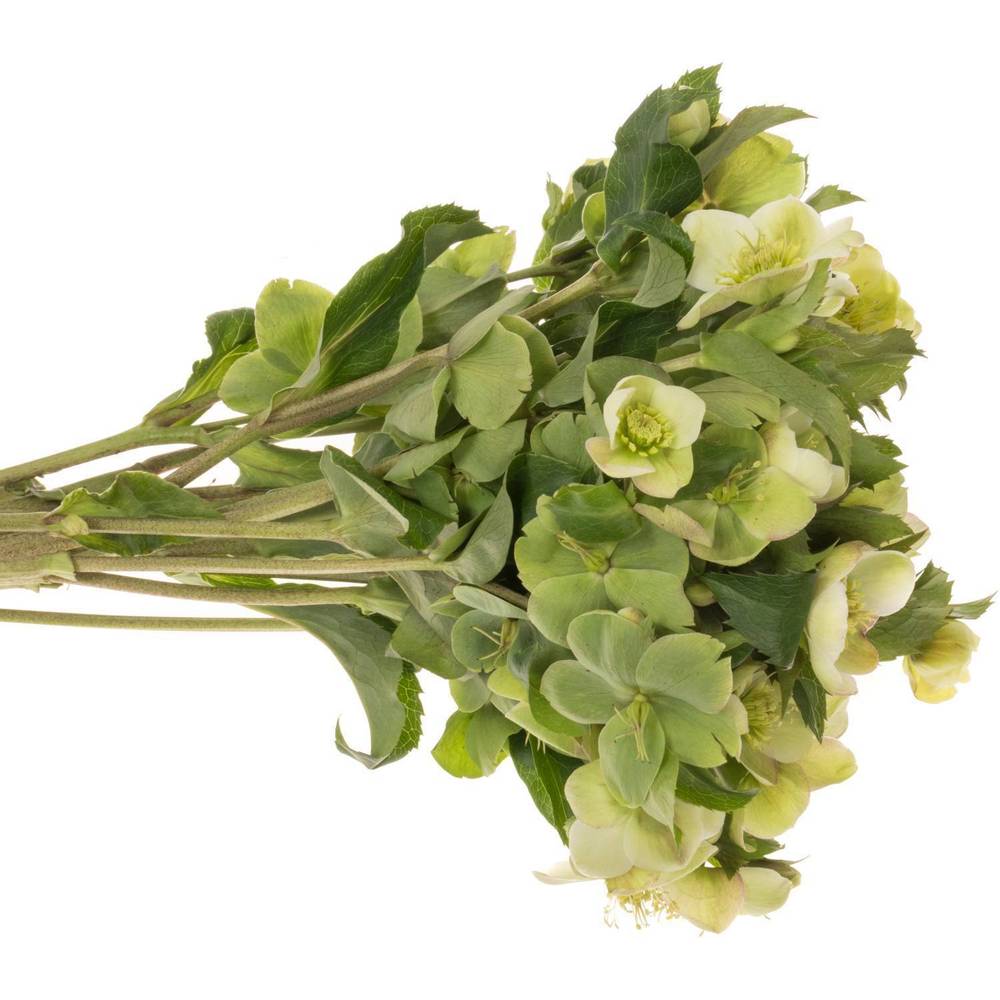 Helleborus hell grün Mammoth White 45cm