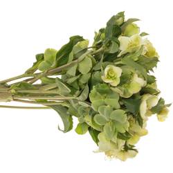 Helleborus hell grün Mammoth White 45cm