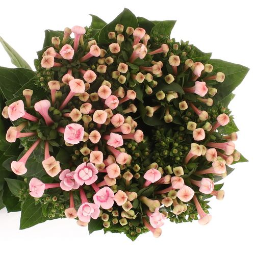 Bouvardie rosa Princie Diamond 70cm 