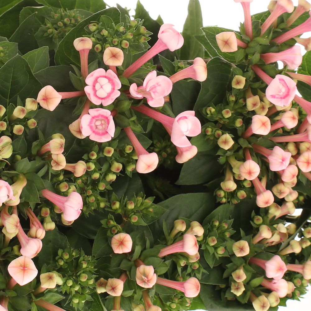 Bouvardie rosa Princie Diamond 70cm 