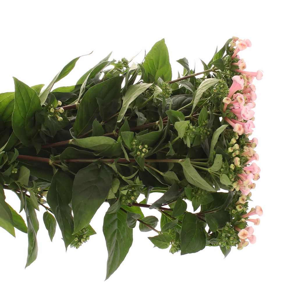 Bouvardie rosa Princie Diamond 70cm 