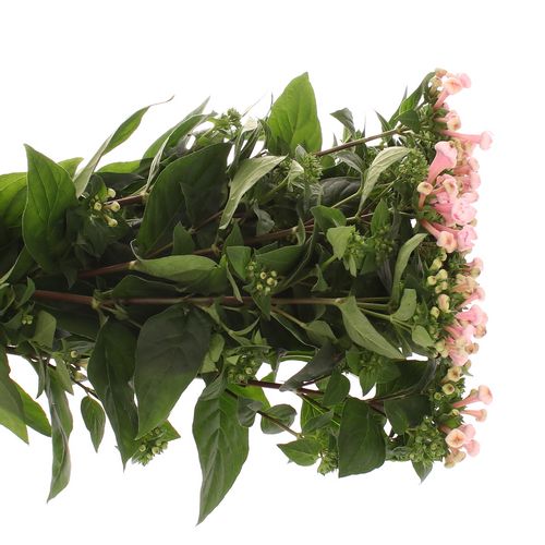 Bouvardie rosa Princie Diamond 70cm 