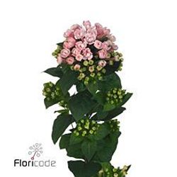 Bouvardie rosa Princie Diamond 70cm 