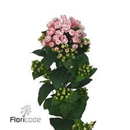 Bouvardie rosa Princie Diamond 70cm 