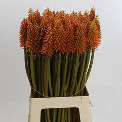 Kniphofie dunkel orange Eycone 70cm