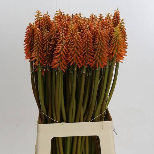 Kniphofie dunkel orange Eycone 70cm