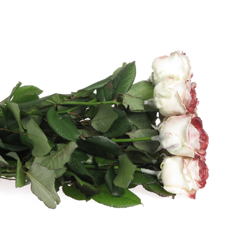 Rose weiss/weinrot Wachs  60cm