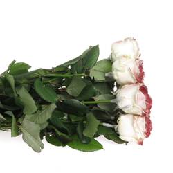 Rose weiss/weinrot Wachs  60cm