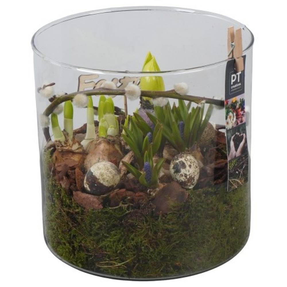 Zwiebel.Arr mix PTBMP5757 Ostern T19 H023