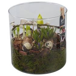 Zwiebel.Arr mix PTBMP5757 Ostern T19 H023