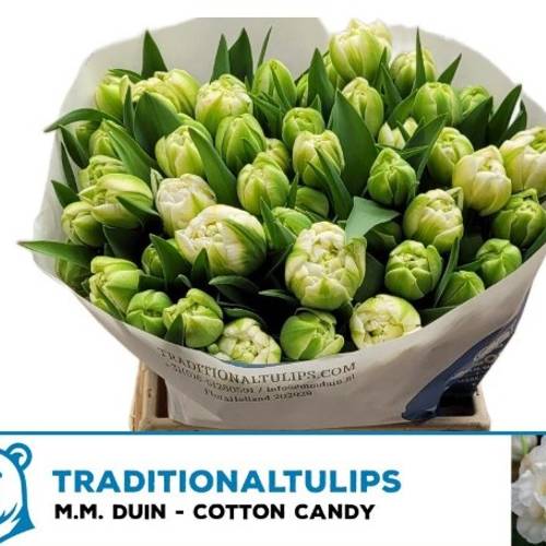 Tulpe weiss doppel cotten candy Duin 36 Gramm