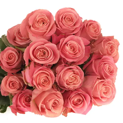 Rose rosa Hermosa (Ec) 70cm