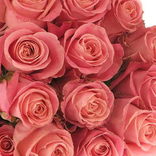 Rose rosa Hermosa (Ec) 70cm