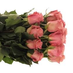 Rose rosa Hermosa (Ec) 70cm