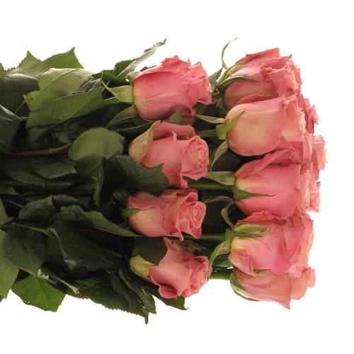 Rose rosa Hermosa (Ec) 70cm