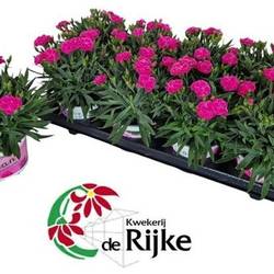 Dianthus fuchsia Peman T12 H024