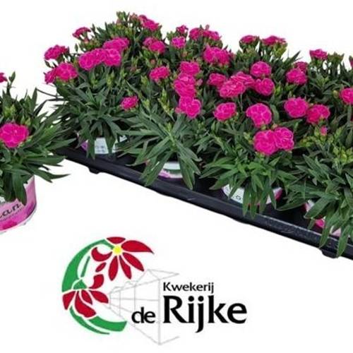 Dianthus fuchsia Peman T12 H024