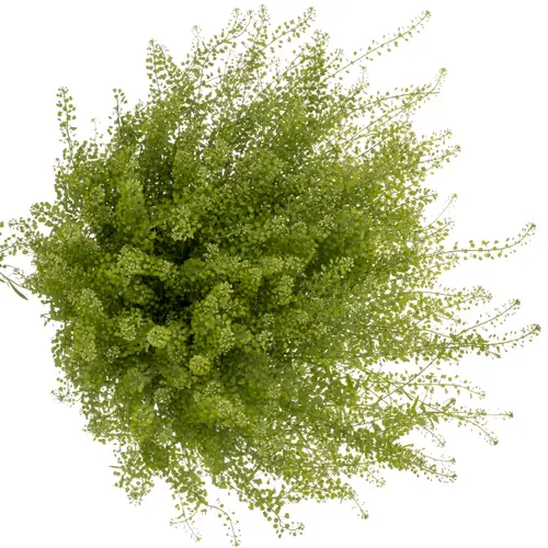 Thlaspi grün Magical Button 80cm