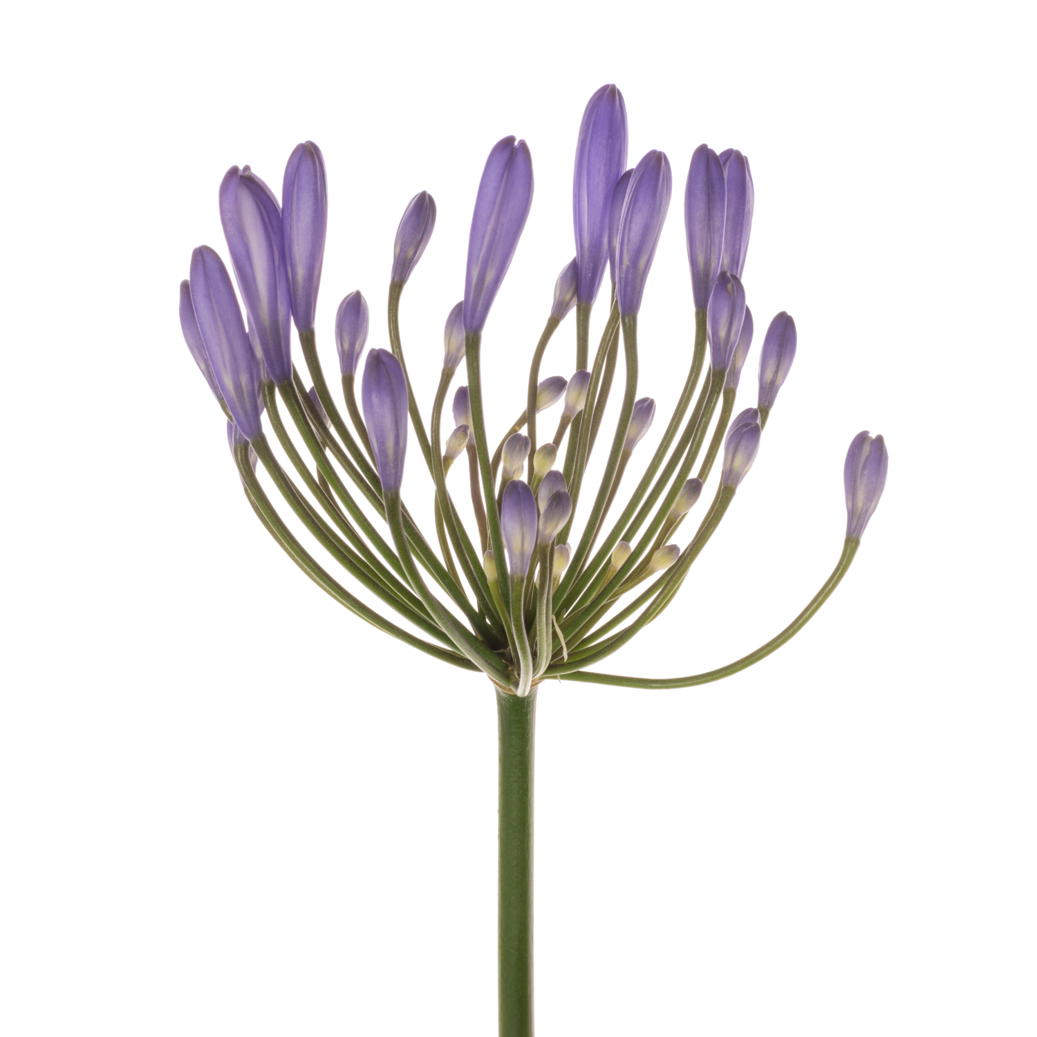 Agapanthus blau Uri 60cm