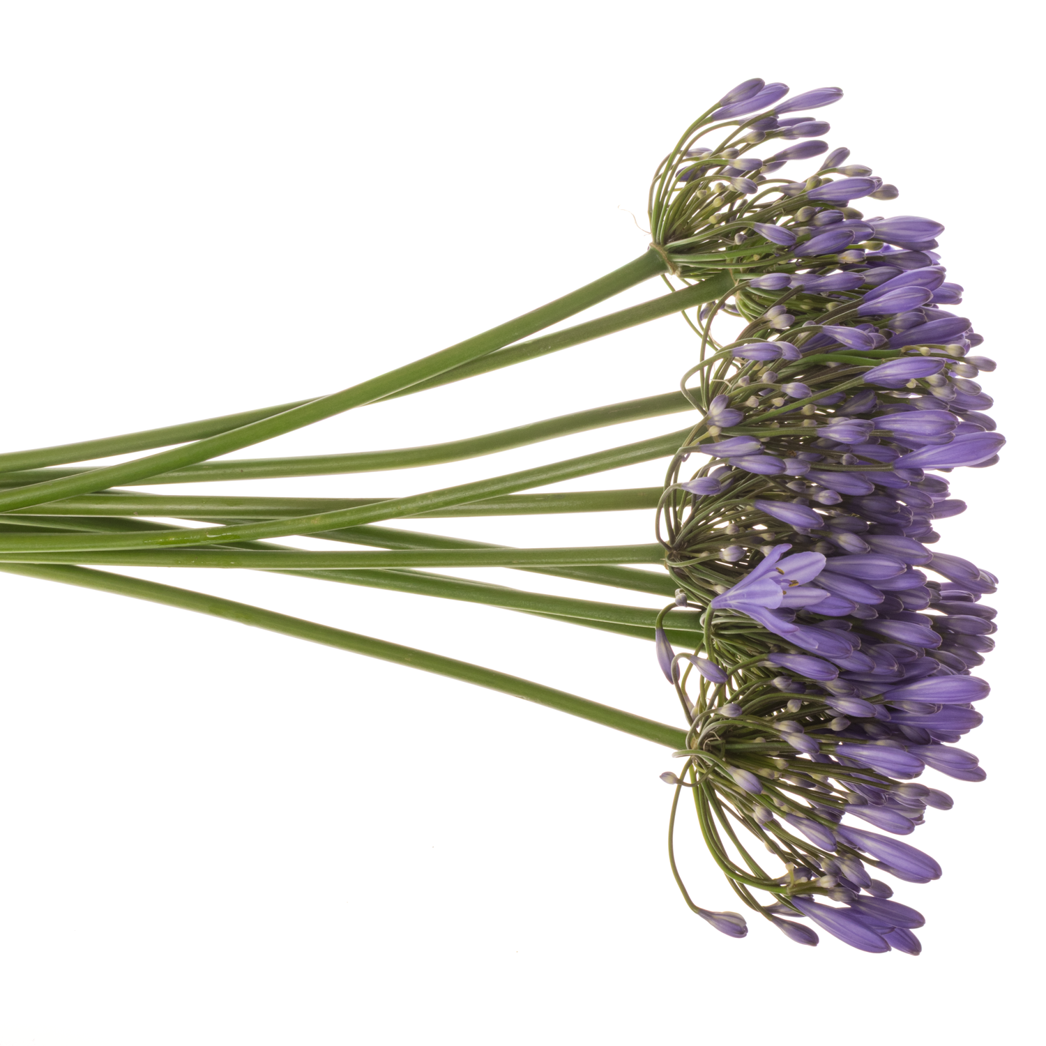 Agapanthus blau Uri 60cm